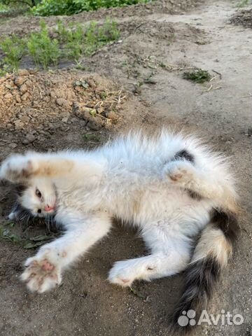 В добрые руки