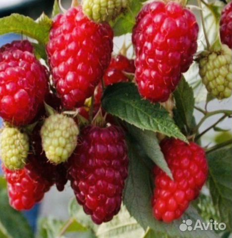 Малина ремонтантная красная и желтая