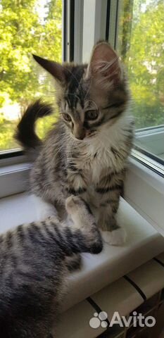 Котенок 2мес девочка привита