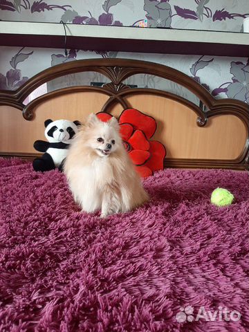 Шпице мальчик