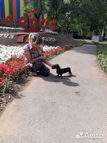 Мини таксёнок. Питомник