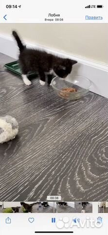 Умничка Вилли Умничка Вилли