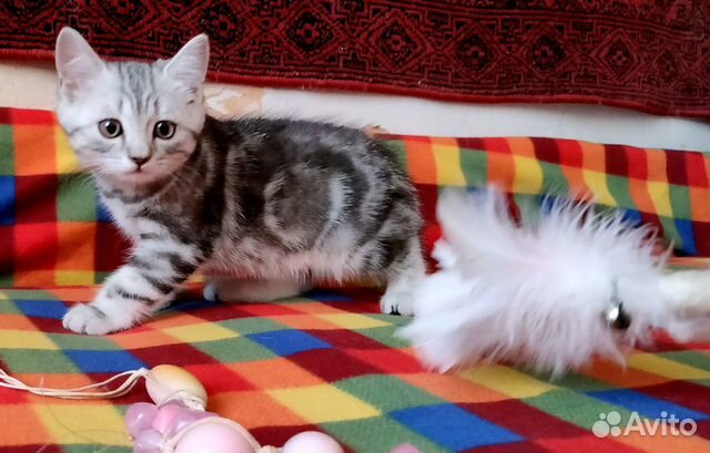 Котята скоттиш страйт ждут своих хозяев