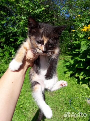 Котята 1,5-2 месяца