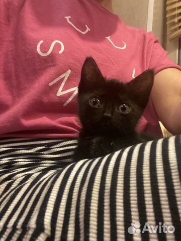Котята: 3 черненьких кошечки, 1 серенький котик