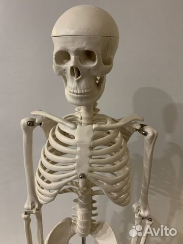 Анатомическая модель человека. Скелет 85 см Анатомическая модель человека. Скелет 85 см