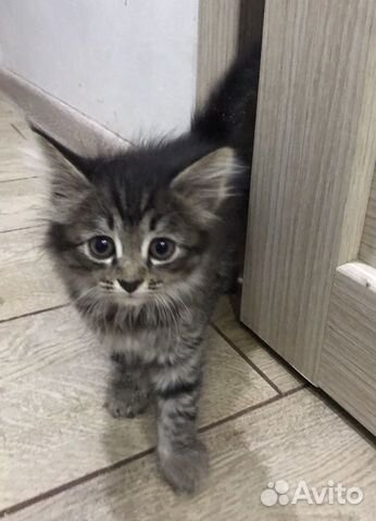 Котенок Котенок