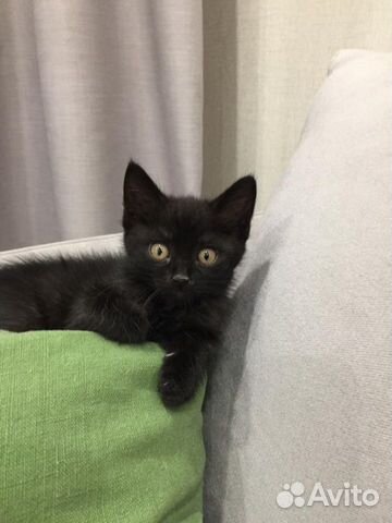 Котята в добрые руки Котята в добрые руки