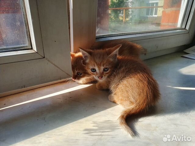Котята в добрые руки Котята в добрые руки