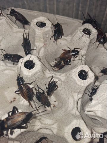 Сверчки двупятнистые, зоофобас, тур. таракан