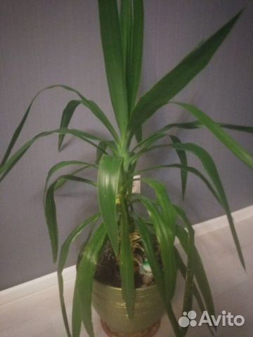 Кордилина прямая