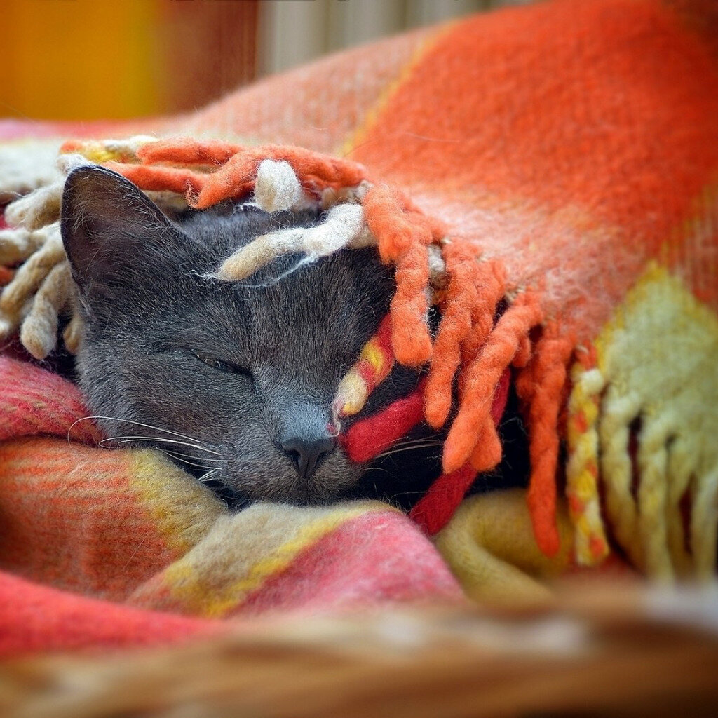 Включи теплый кот. Коты в одеяле. Кот в пледе. Укутаться в плед. Осенний плед.