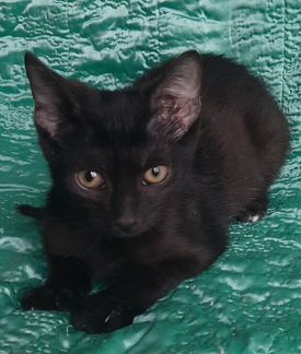 Чёрный котёнок болтун в дар