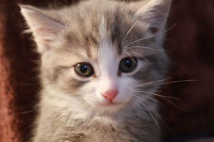 Симпатичный котёнок