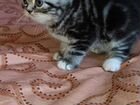 Британская кошка цвета серебристый табби