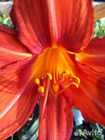 Лилейник Анзак, ярко красный, цветок крупный
