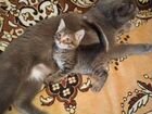 Котёнок русской голубой кошки и шотландского висло