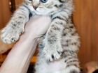 Шотландский котенок тигренок объявление продам