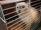 Кошка, котенок Фенотип Балинезийской кошки объявление продам