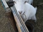 Зааненская коза 6месяцев не дойная объявление продам