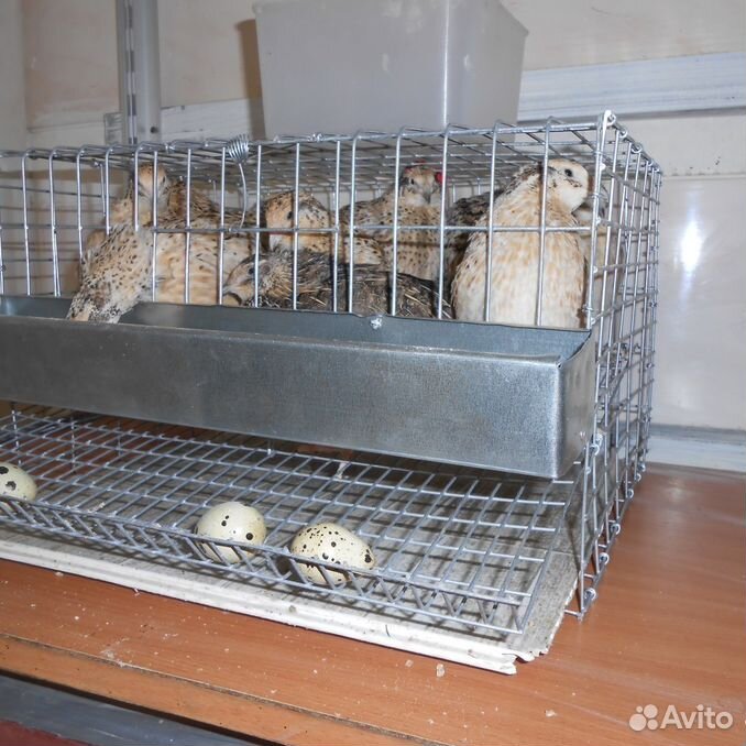 перепела молодки. перепелиный дворик апрелевка. перепела в подмосковье. перепелки несушки. перепелки несушки.