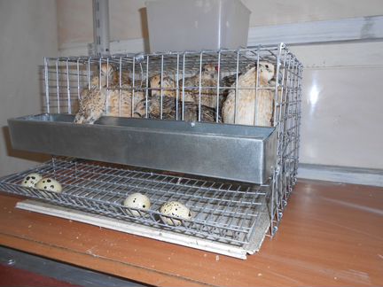 10 перепелов-несушек с клеткой