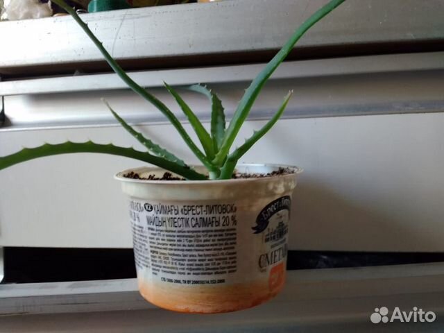 Алоэ. Древовидное. Лечебное. (столетник)