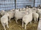 Овцы бараны мереносы элита