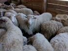 Продаю овец объявление продам