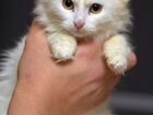 Ангорский котенок из Крыма