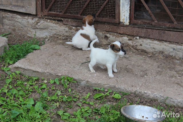 Щенки гладкошерстного фокстерьера