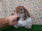 Породистые карликовые кролики из питомника