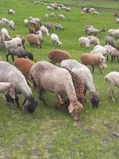 Овцы, бараны, ягнята - фотография № 5