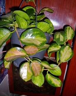 Хойи, дисхидии и др