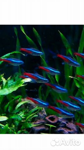 Неон голубой