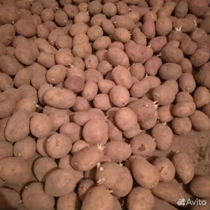 Калибровка клубней картофеля. Семена картофеля томск. Семена картофеля томск. Семена картошки. Картофелин или картофелен.