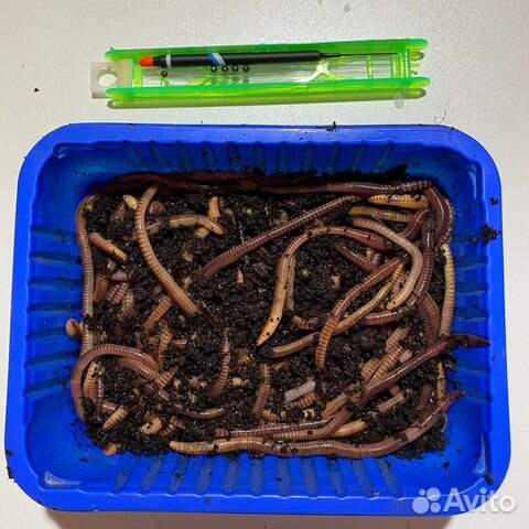 Червь Дендробена для рыбалки