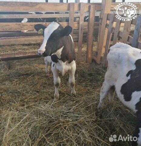 Телята Бычки Отпоенные