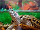 Черепашатник с красноухой черепахой