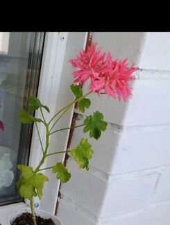 Герань пеларгония