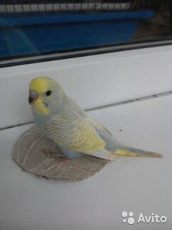Волнистый попугай,получешка и радужный