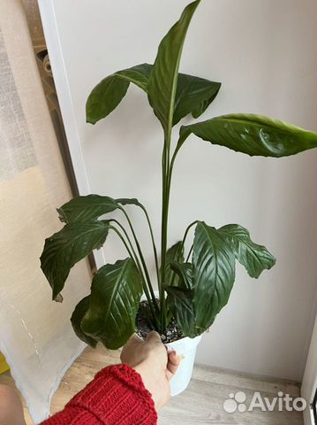 Спатифиллум