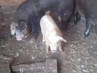 Свинья породы Мангал объявление продам