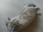 Персидская кошка бесплатно бронь до 18. 09 объявление продам