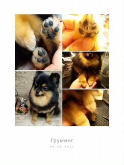 Стрижка собак и кошек, груминг, грумер, уход