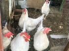 Курицы несушки объявление продам