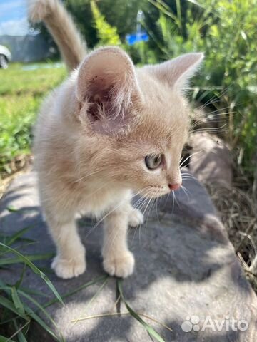 Котята в добрые руки даром