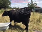 Коровы высокоудойные и первотелки
