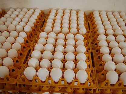 Инкубационное яйцо и инкубация яйца с Доставкой