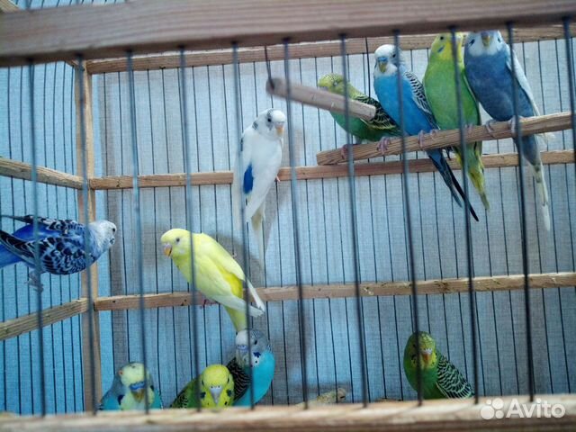 Молодой Волнистый попугай